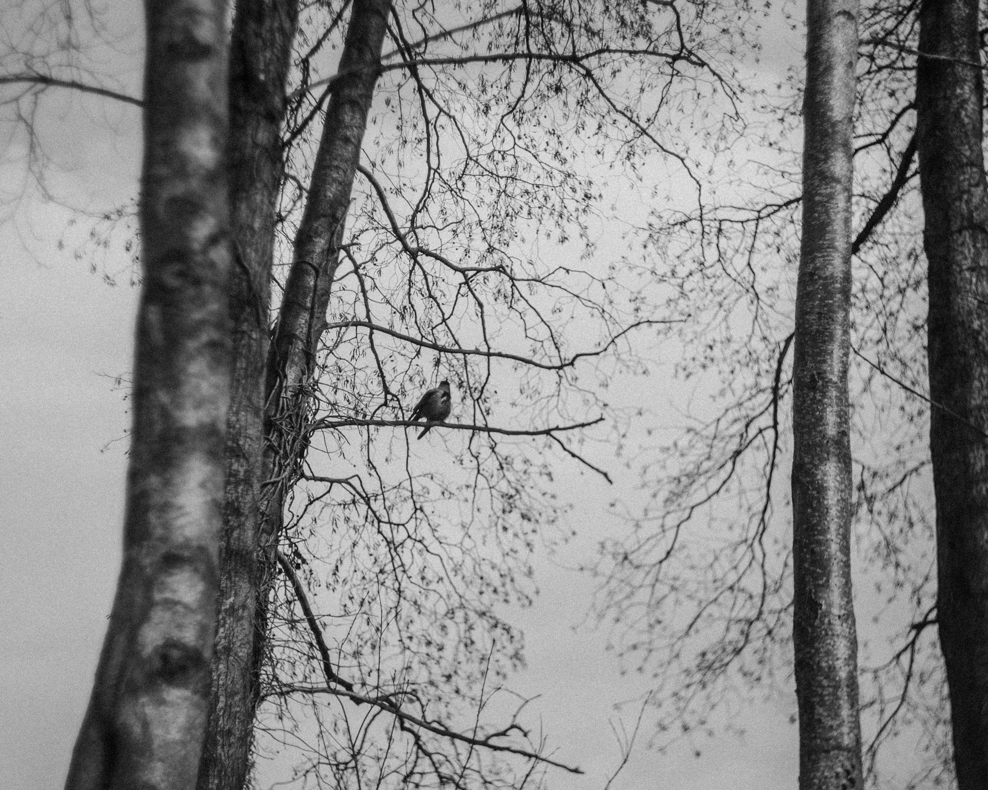 a black and white photo of a bird perched on a tree branch