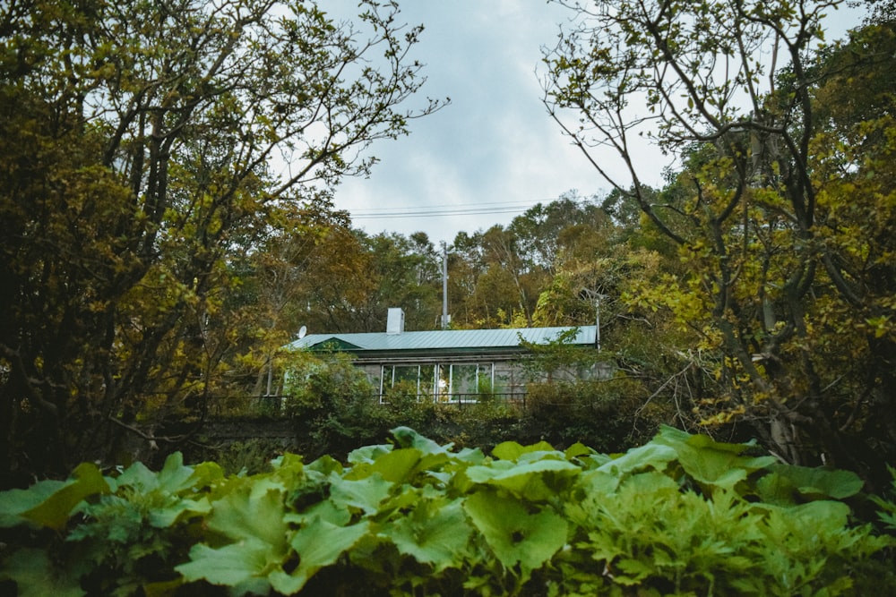 a house in the middle of a forest surrounded by trees