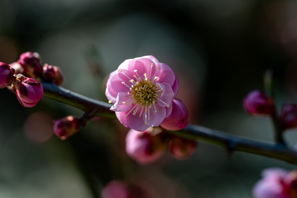 a close up of a pink flower on a branch