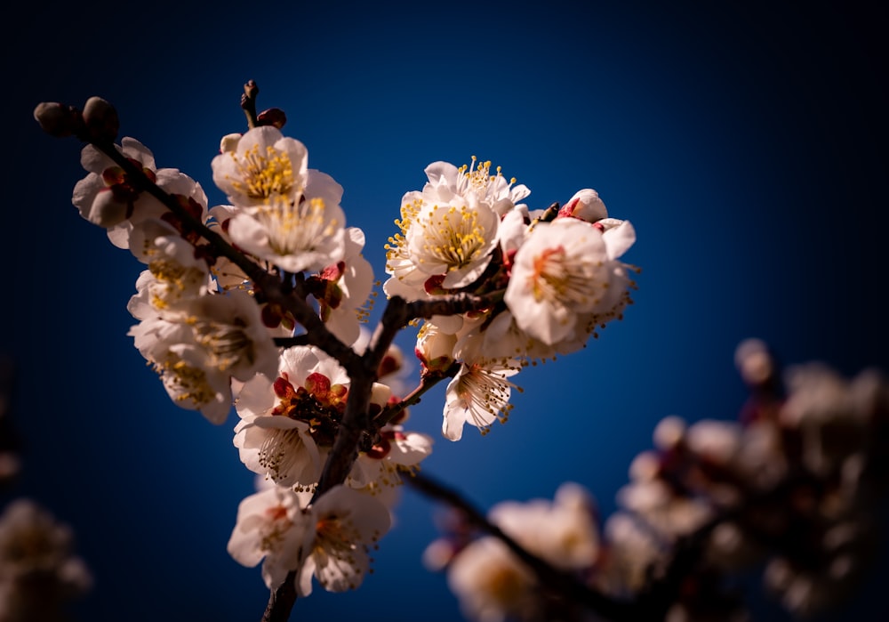 a close up of a branch with white flowers