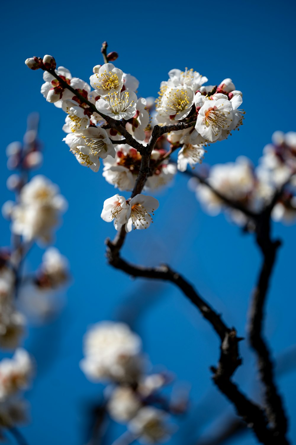 a branch with white flowers against a blue sky