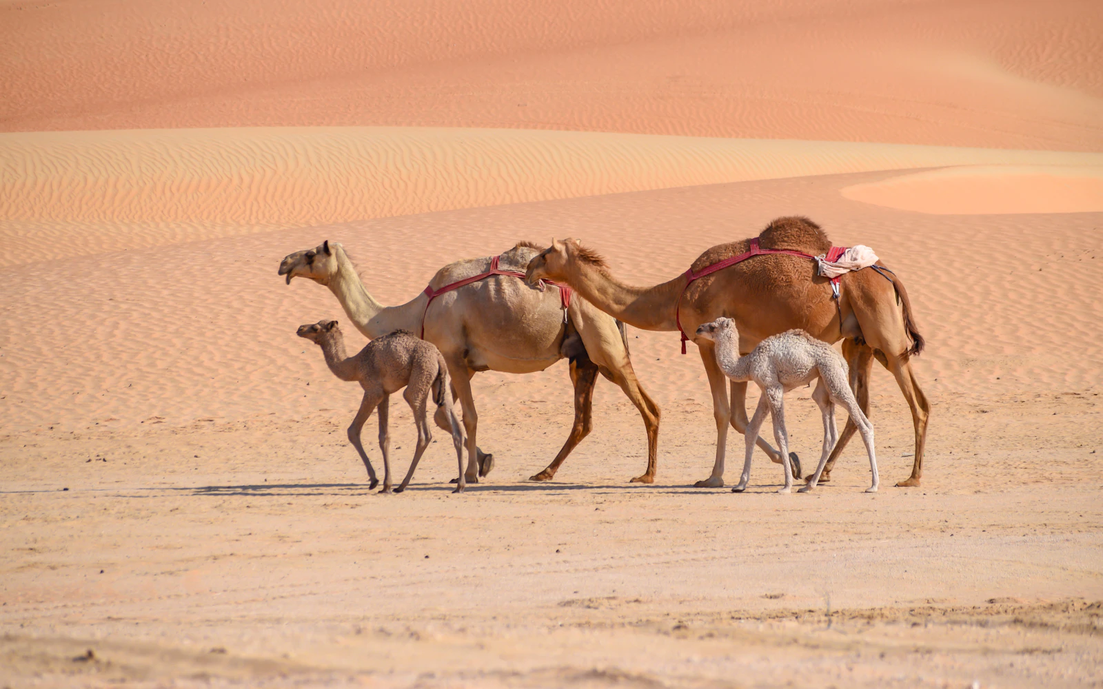 Camels walking across the sand in the Abu Dhabi desert
