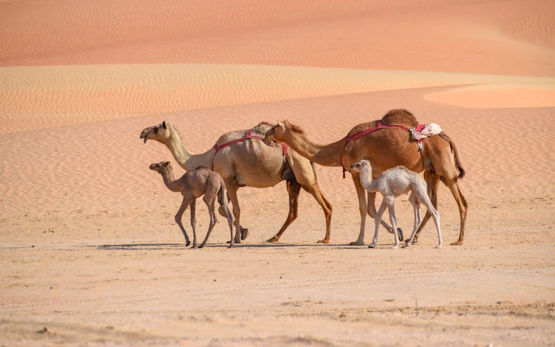 Camels walking across the sand in the Abu Dhabi desert