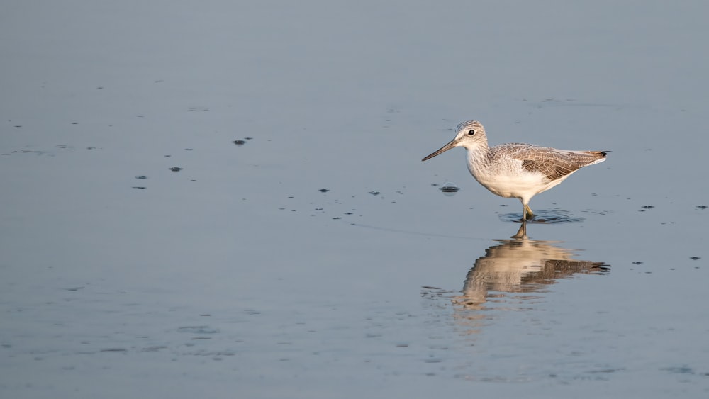 a bird is standing in the shallow water