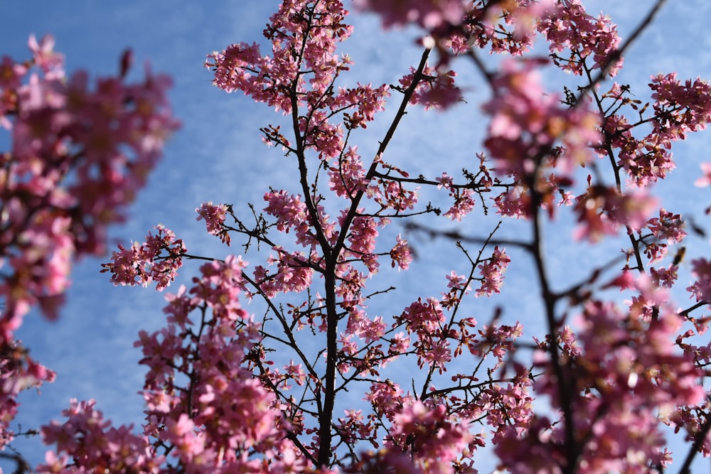 Un primo piano di un albero con i fiori rosa