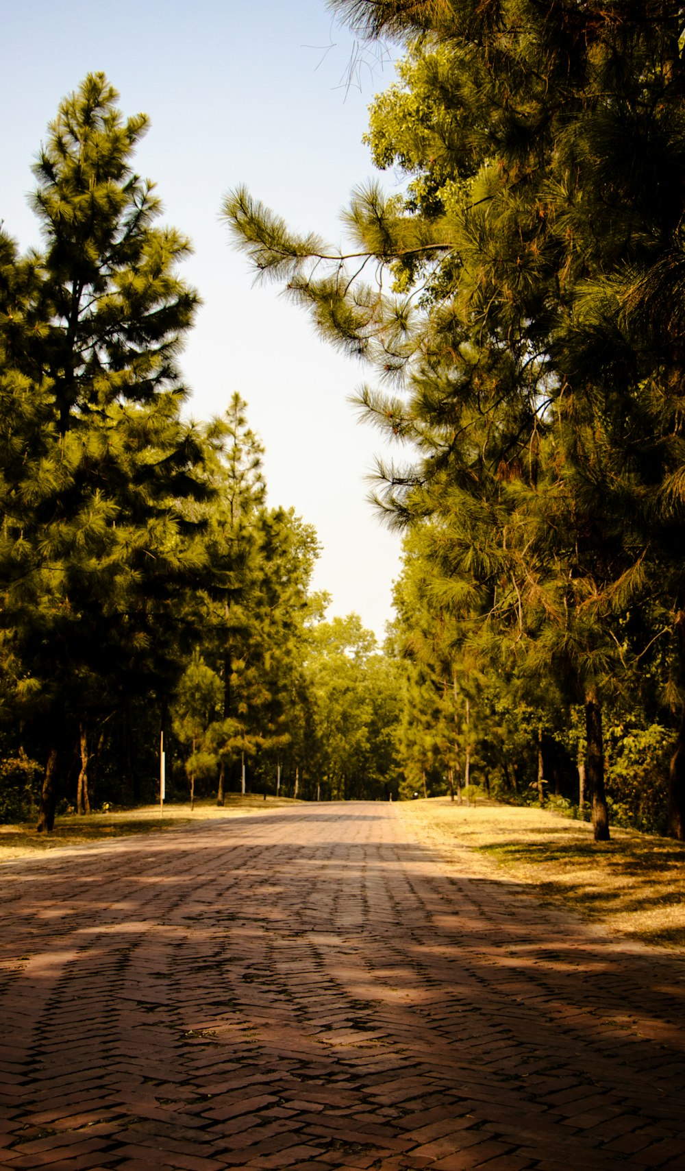 a dirt road surrounded by trees and grass