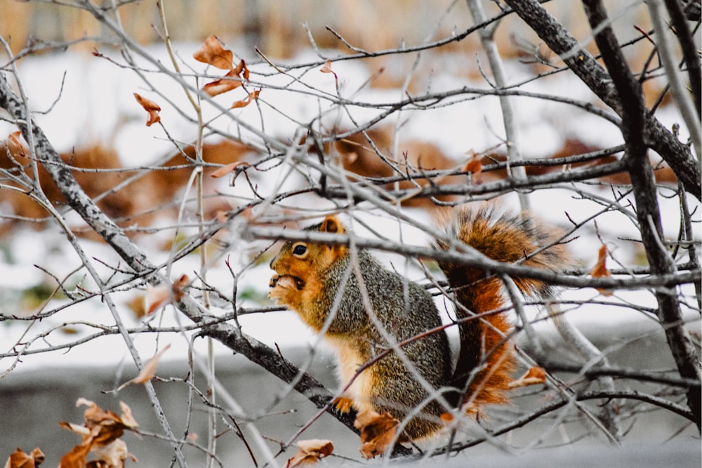 a squirrel is sitting on a tree branch