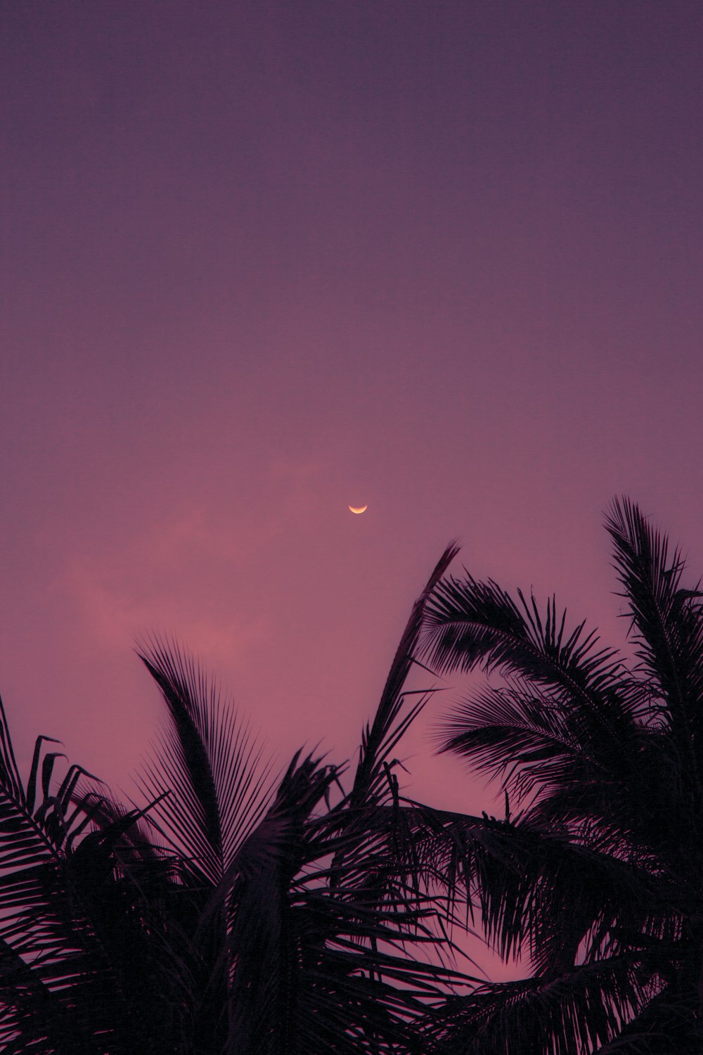 a purple sky with palm trees and a half moon
