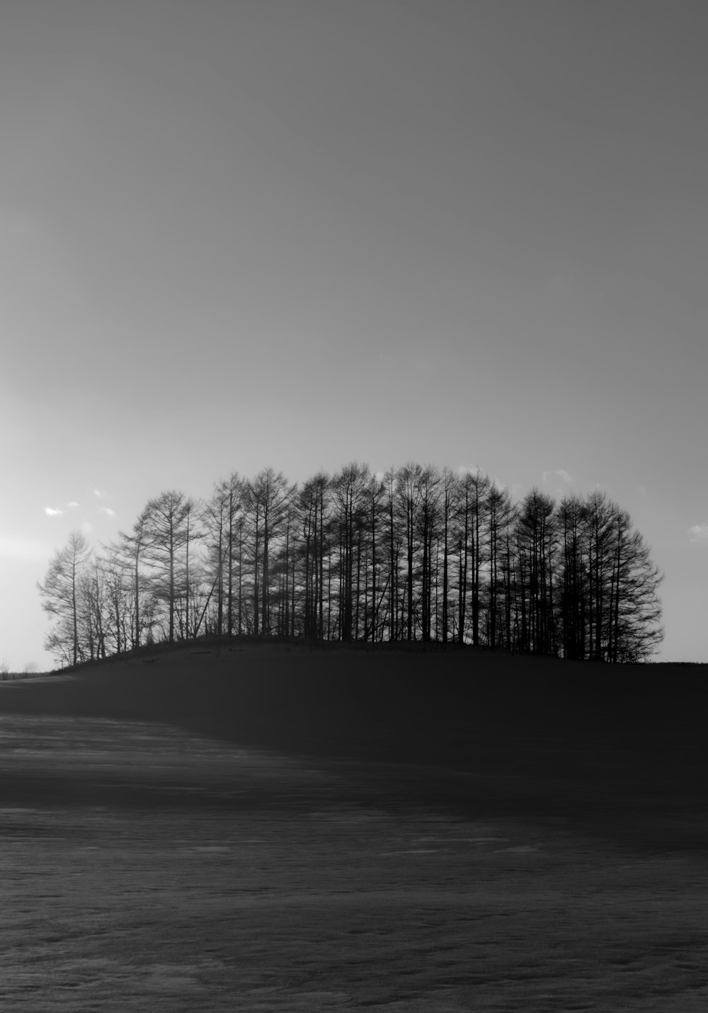 a black and white photo of trees on a hill