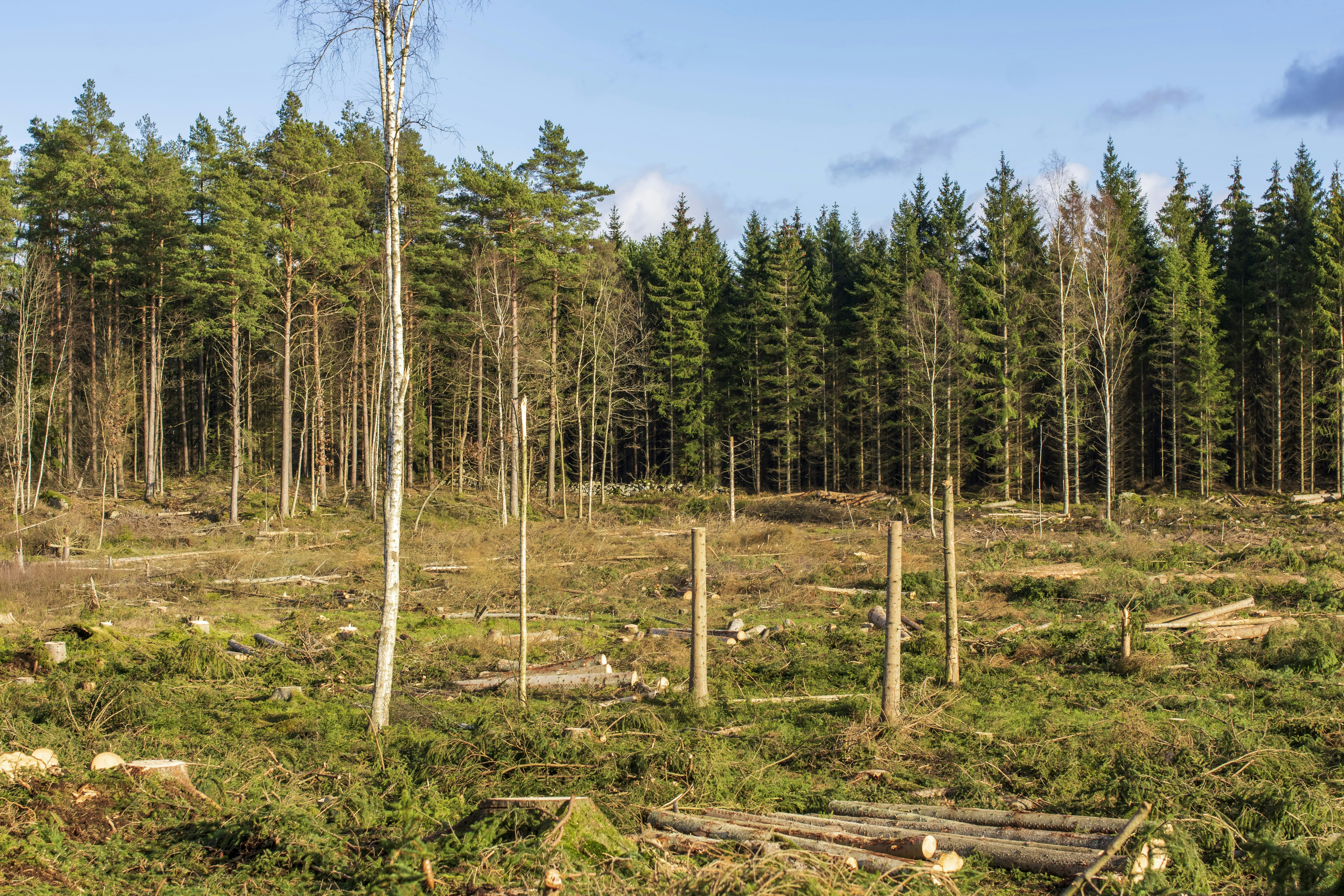 バイオマス発電で地域振興できる？林業・農業活性化効果関連画像