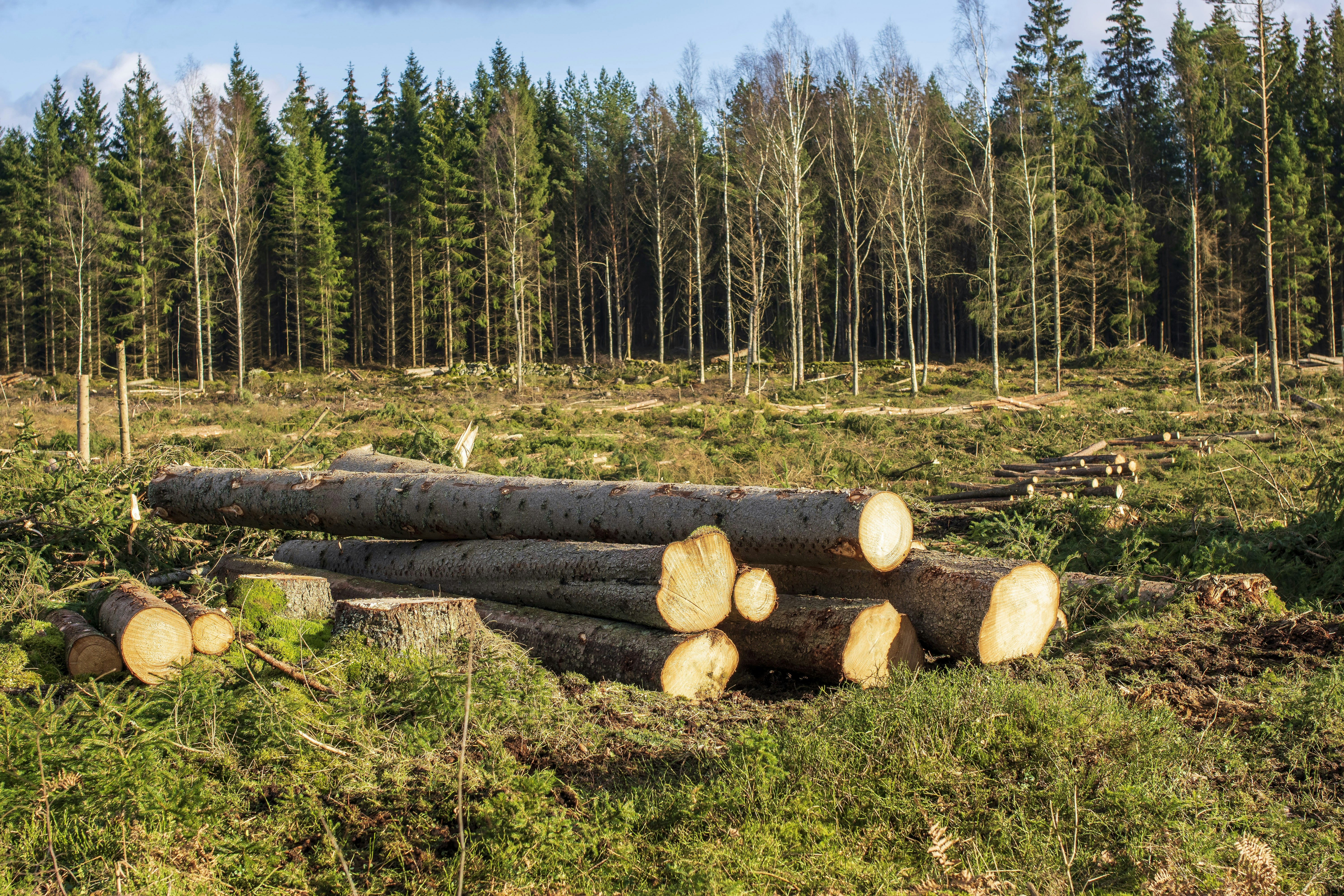 재무 전문가들이 본 나무 투자 증권의 투자 전략
