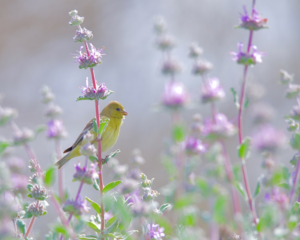 a small yellow bird sitting on top of a purple flower