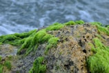 A close-up view of a rocky surface covered with bright green seaweed, set against the backdrop of swirling ocean water.