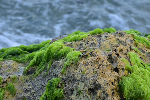 A close-up view of a rocky surface covered with bright green seaweed, set against the backdrop of swirling ocean water.