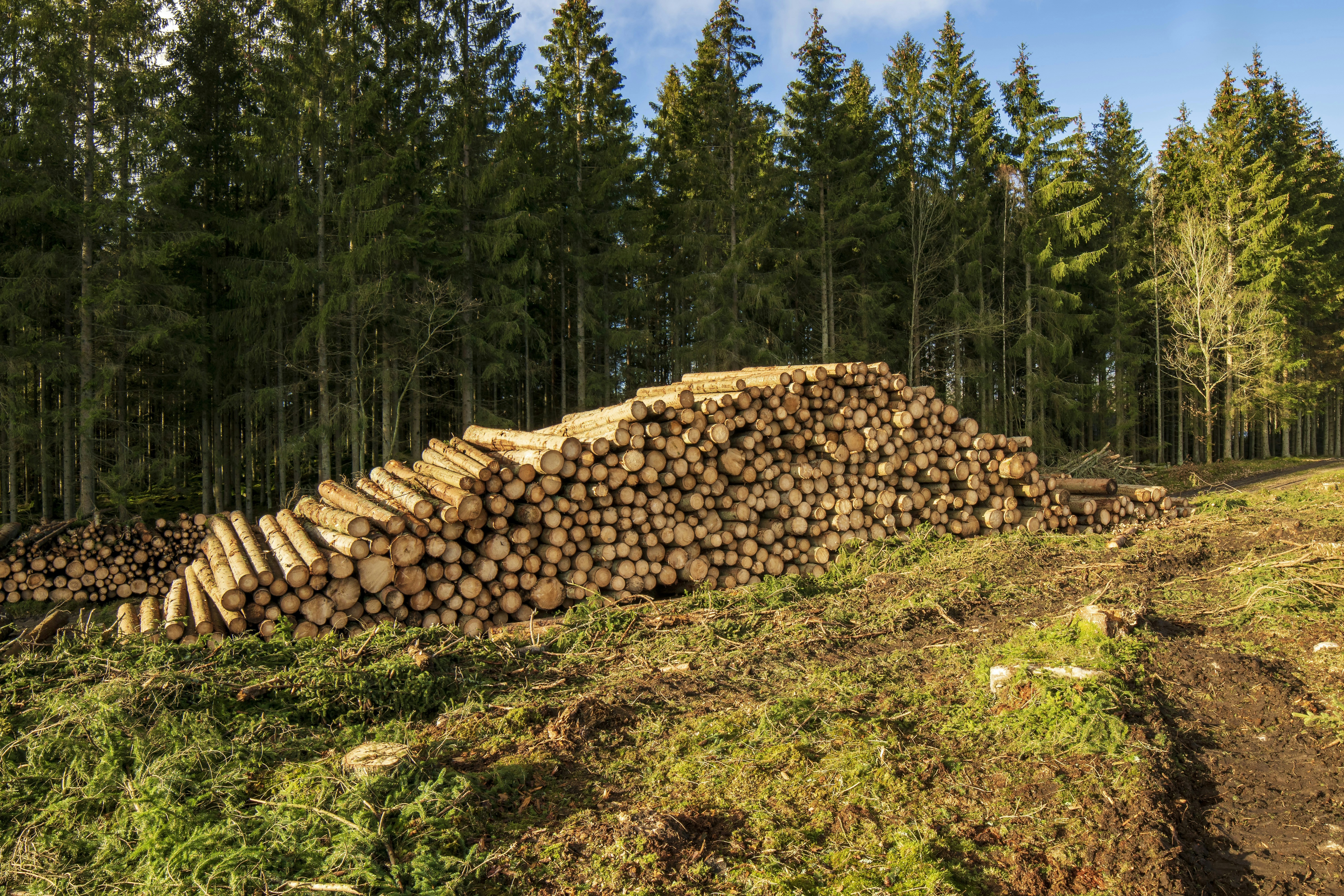 Checkmk Raw Edition Monitoring and logging