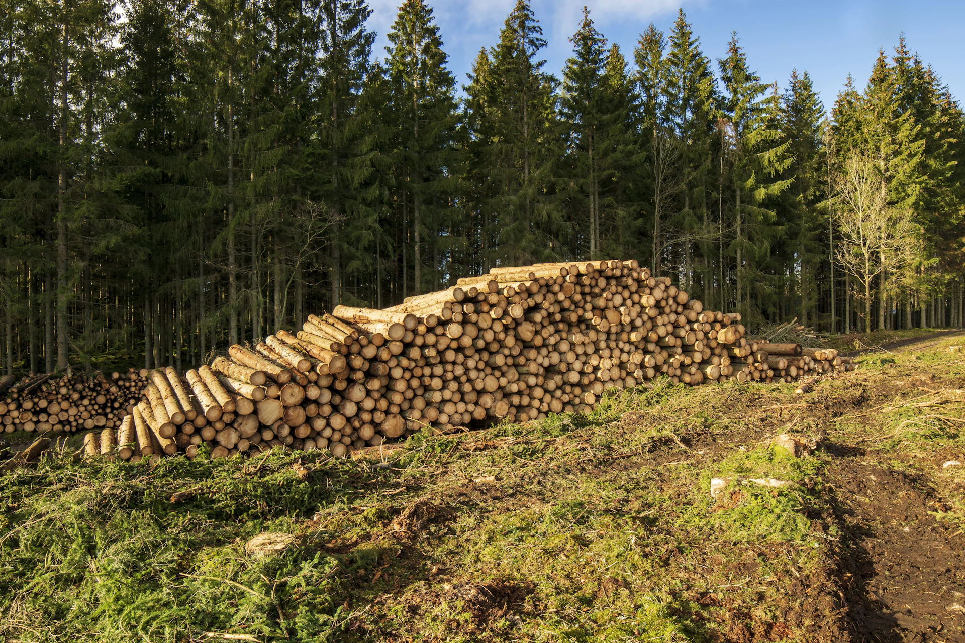 a pile of logs sitting in the middle of a forest