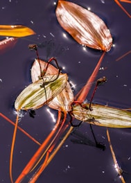 A pair of red dragonflies is resting on floating green leaves in a pond. The water surface is dark, reflecting sparkles of sunlight, and is surrounded by reddish-brown and orange foliage.