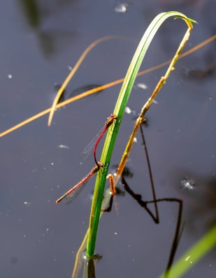 A pair of red dragonflies perched on a slender green blade of grass above dark, reflective water. Their delicate wings are visible, and their elongated bodies are touching. The surface of the water reflects their image and surrounding reeds.