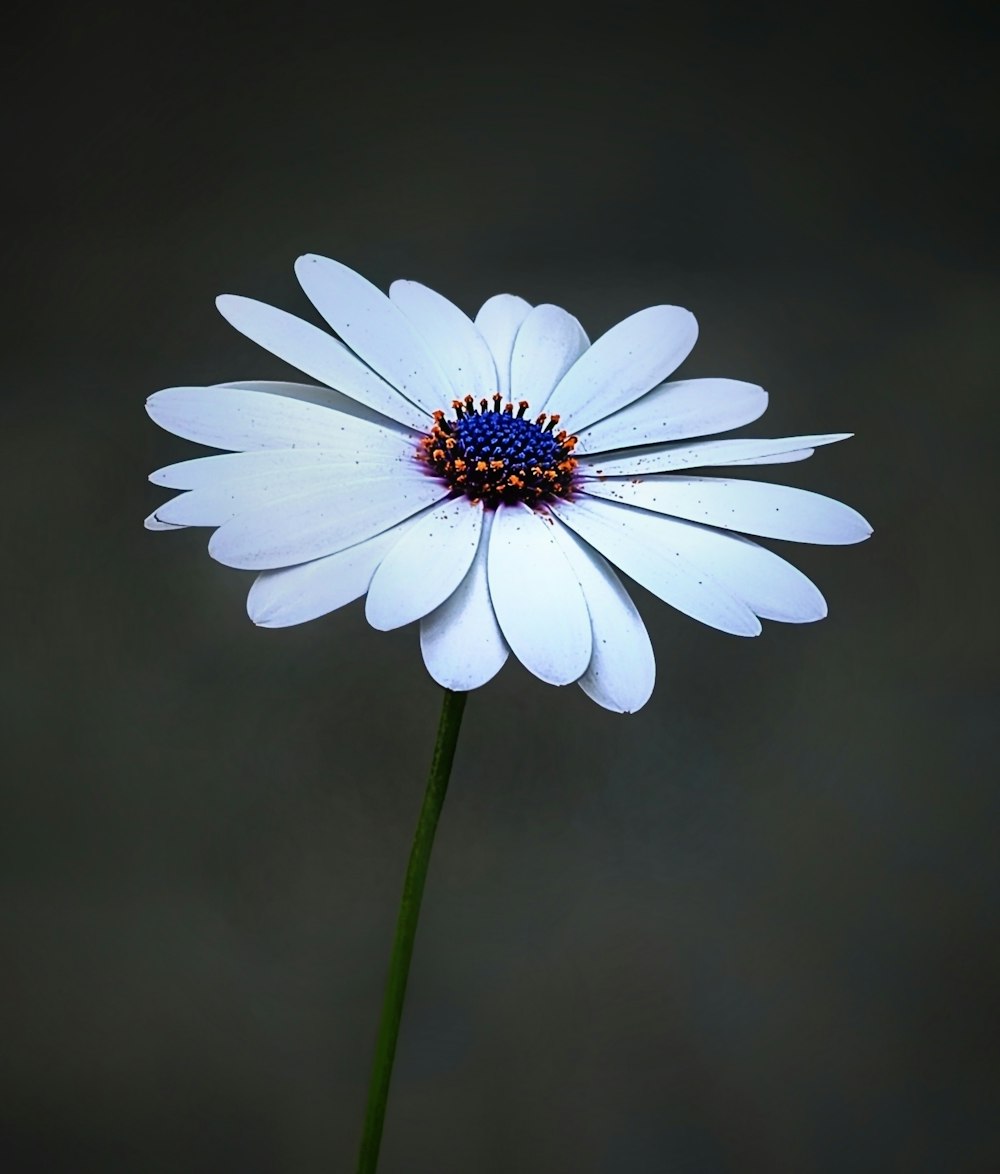 a single white flower with a blue center