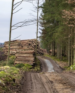 A stack of cut logs is arranged neatly beside a dirt road in a forest. The area is surrounded by trees and green moss covering the ground. The logs are cut uniformly, and the forest appears dense with tall trees in the background.