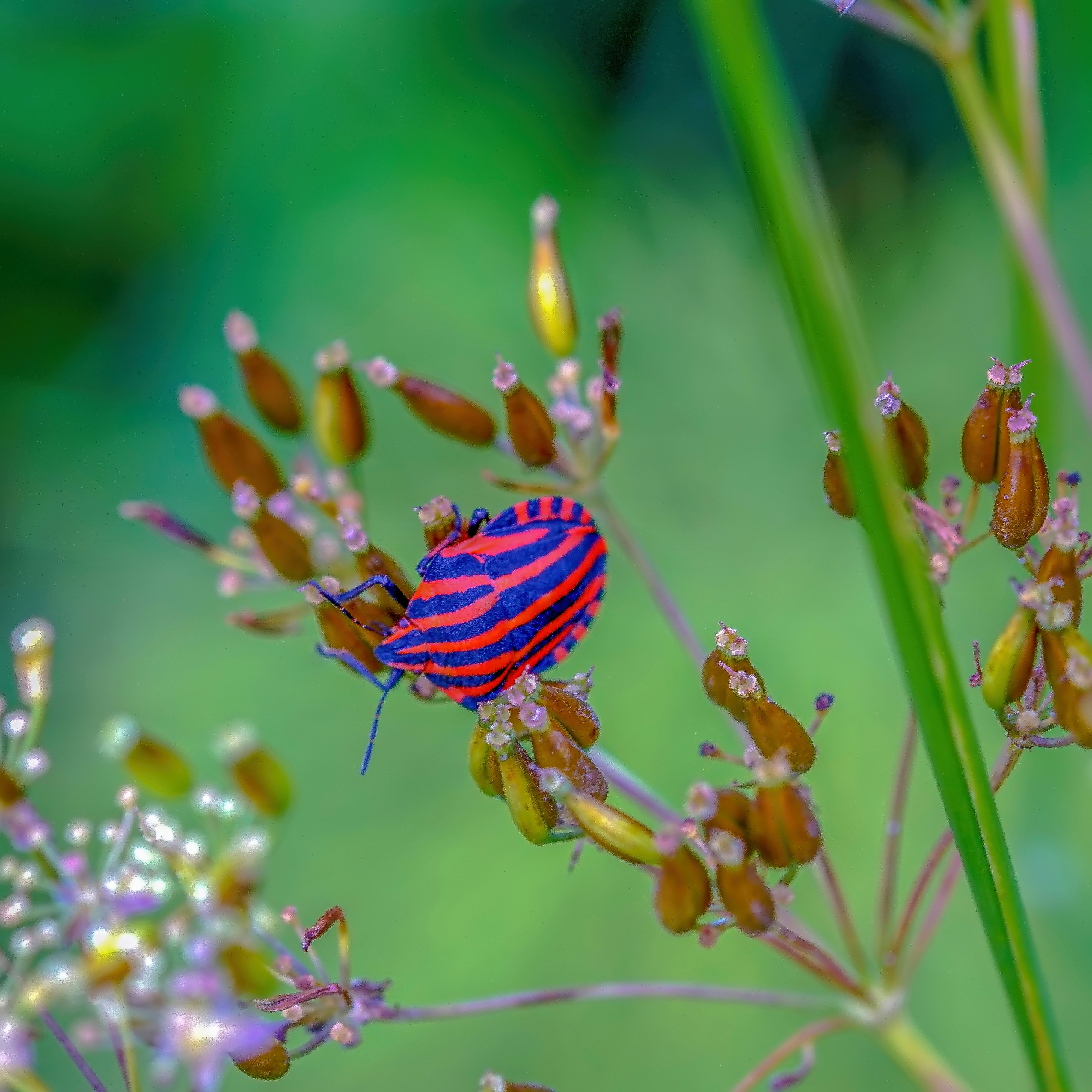 A red and blue bug sitting on top of a plant photo Free Plant Image