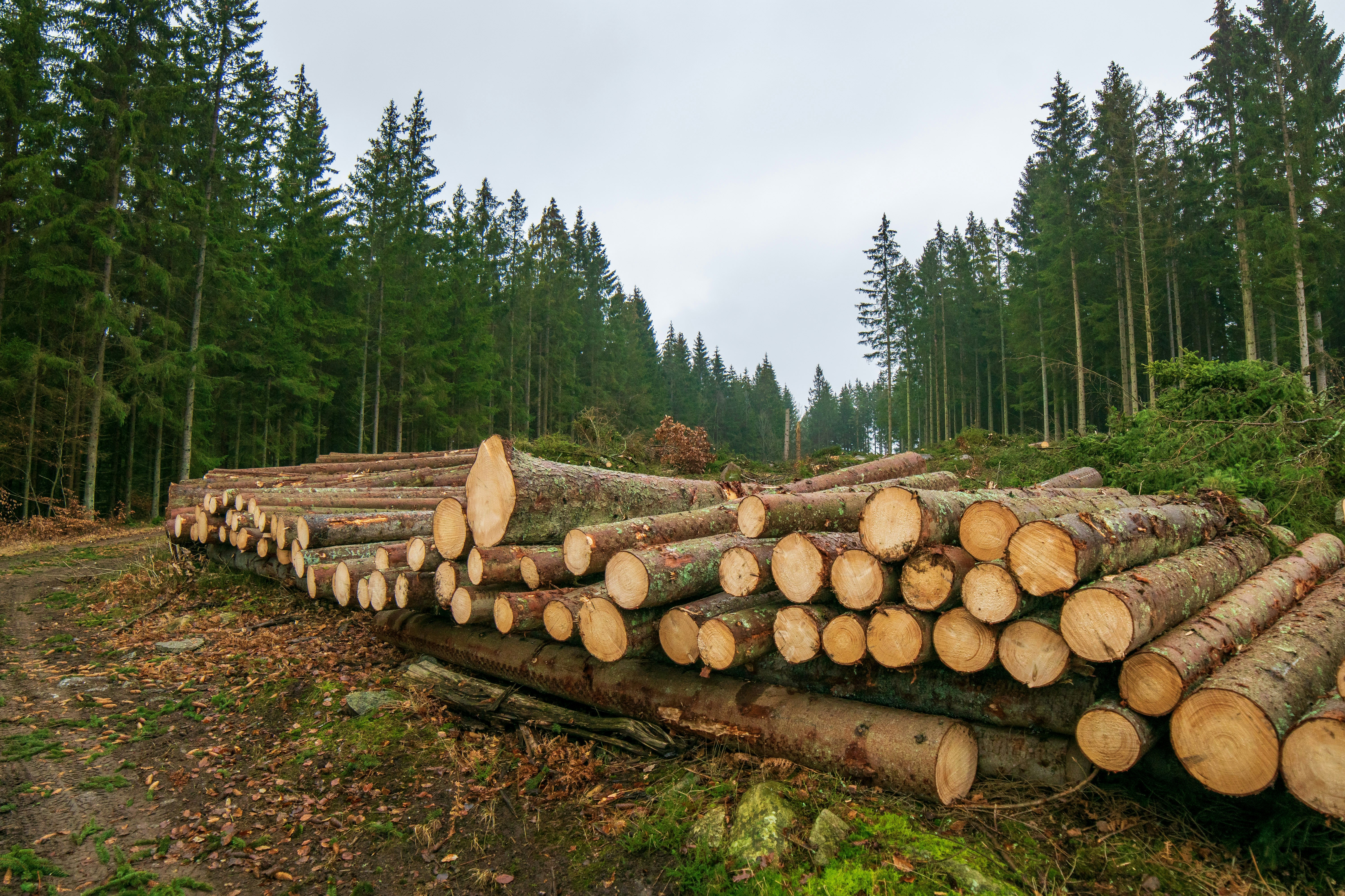 Checkmk Raw Monitoring and logging