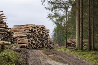 Large stacks of cut logs are arranged on the left side along a dirt path in a forest. Tall trees with thin trunks and green foliage are visible on the right, and the background shows more trees, indicating a logging area.