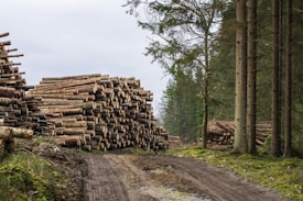 Large stacks of cut logs are arranged on the left side along a dirt path in a forest. Tall trees with thin trunks and green foliage are visible on the right, and the background shows more trees, indicating a logging area.
