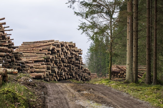 Large stacks of cut logs are arranged on the left side along a dirt path in a forest. Tall trees with thin trunks and green foliage are visible on the right, and the background shows more trees, indicating a logging area.