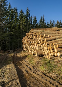 A large stack of felled logs is neatly arranged alongside a dirt path in a forest. Tall pine trees surround the area under a clear blue sky. The ground is muddy, and there are patches of water along the path.