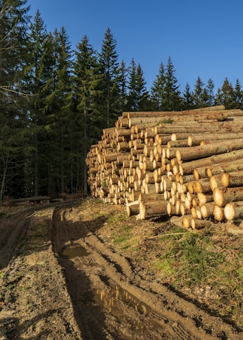 A large stack of felled logs is neatly arranged alongside a dirt path in a forest. Tall pine trees surround the area under a clear blue sky. The ground is muddy, and there are patches of water along the path.
