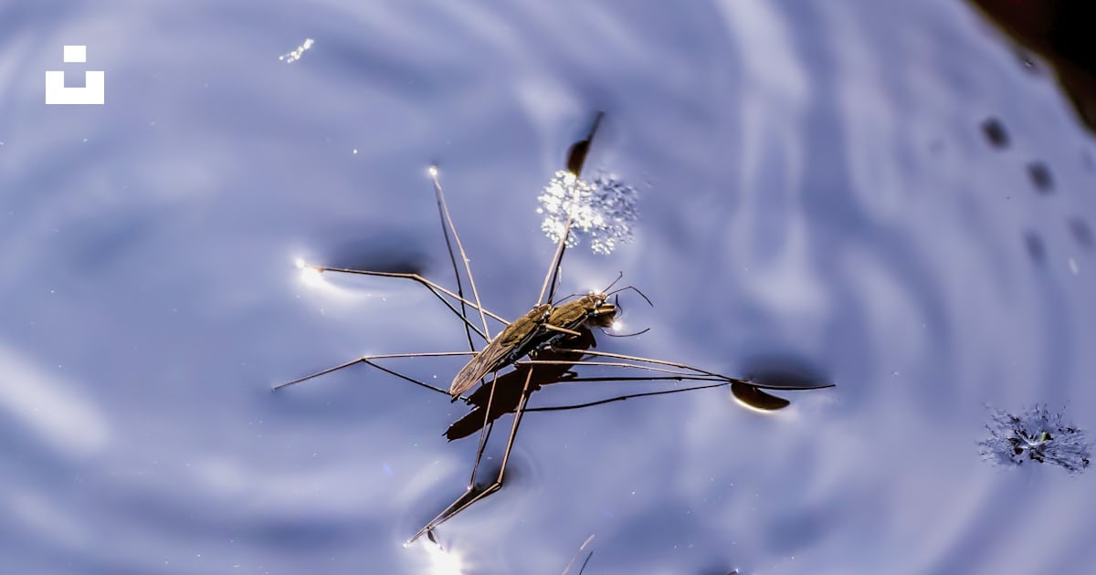 A couple of bugs floating on top of a body of water photo – Free ...
