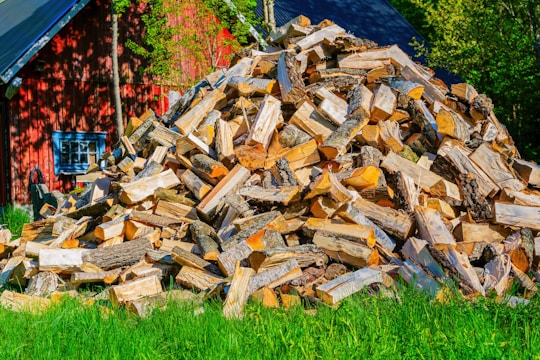 A large pile of chopped firewood is stacked on a green grassy area, with a red wooden building in the background partially obscured by trees. The wood pieces vary in size and are primarily light-colored with bark still attached to some.