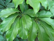 Large, glossy green leaves form a pattern, radiating from a central point. The leaves are healthy and vibrant, showcasing a natural luster.