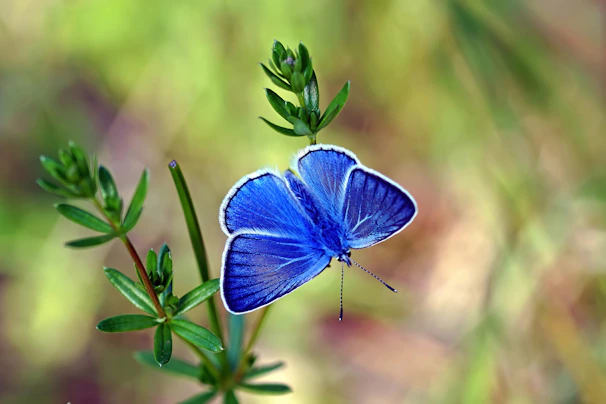 Delicate blue morpho butterfly with wings spread wide against a soft green background