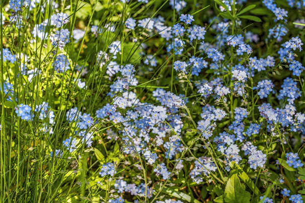 Close-up of delicate forget-me-not flowers in bloom, with petals glowing softly under gentle sunlight.