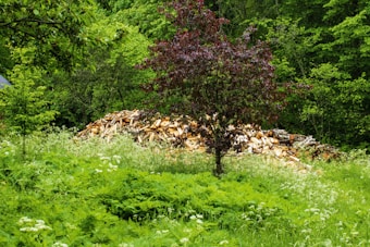A lush, wooded area featuring a mound of neatly stacked firewood that rests behind a small tree with reddish leaves. The surrounding area is dense with green foliage and various types of vegetation, conveying a natural and serene environment.