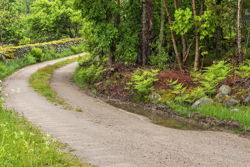 a dirt road in the middle of a forest