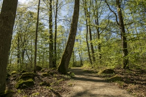 A serene landscape with a path leading through a forest.