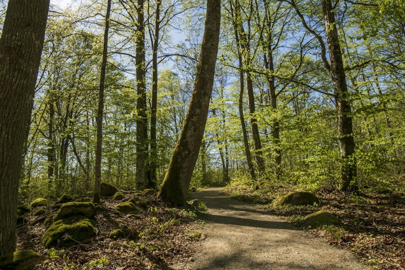 A serene landscape with a winding path leading through a forest.