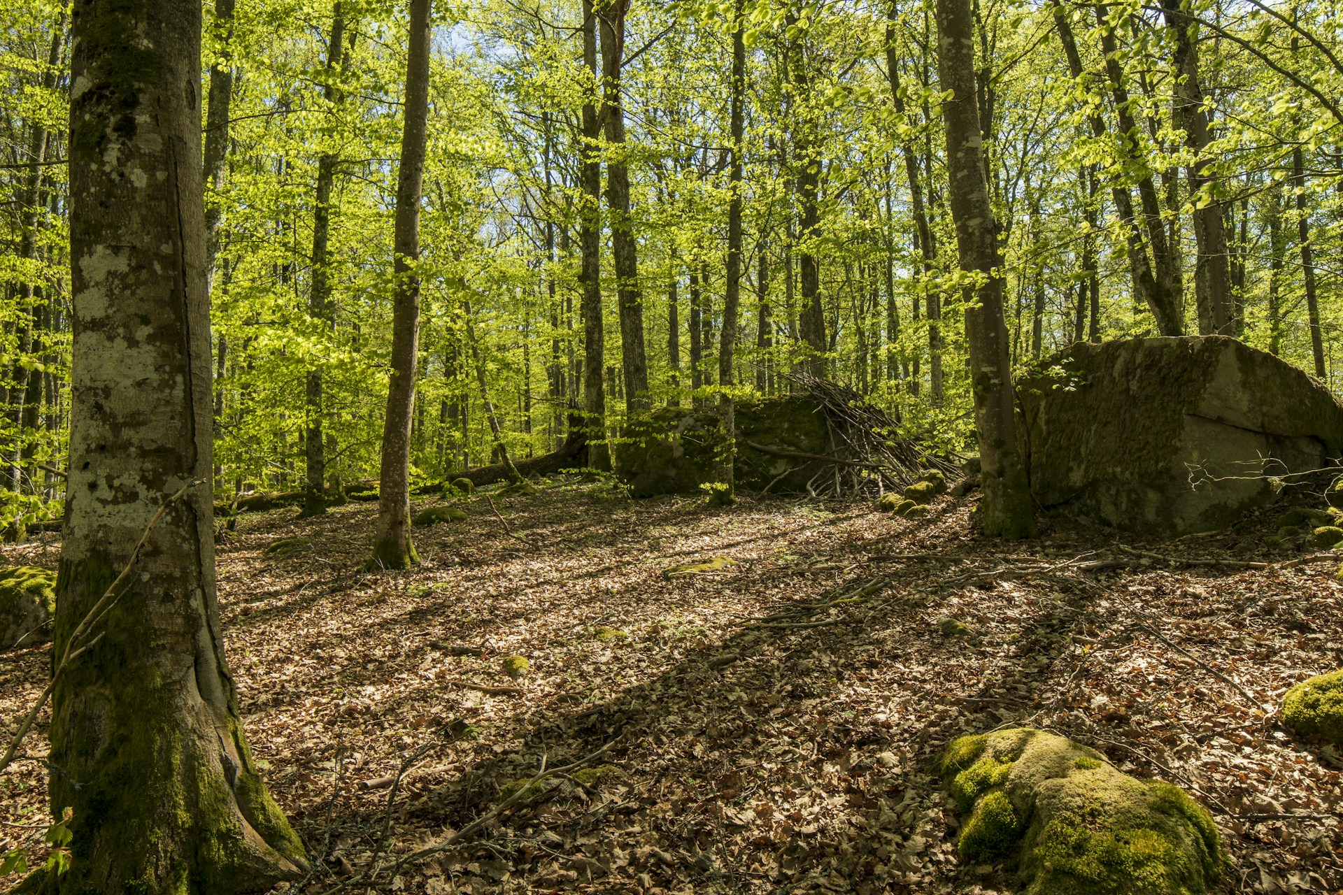 a forest filled with lots of green trees