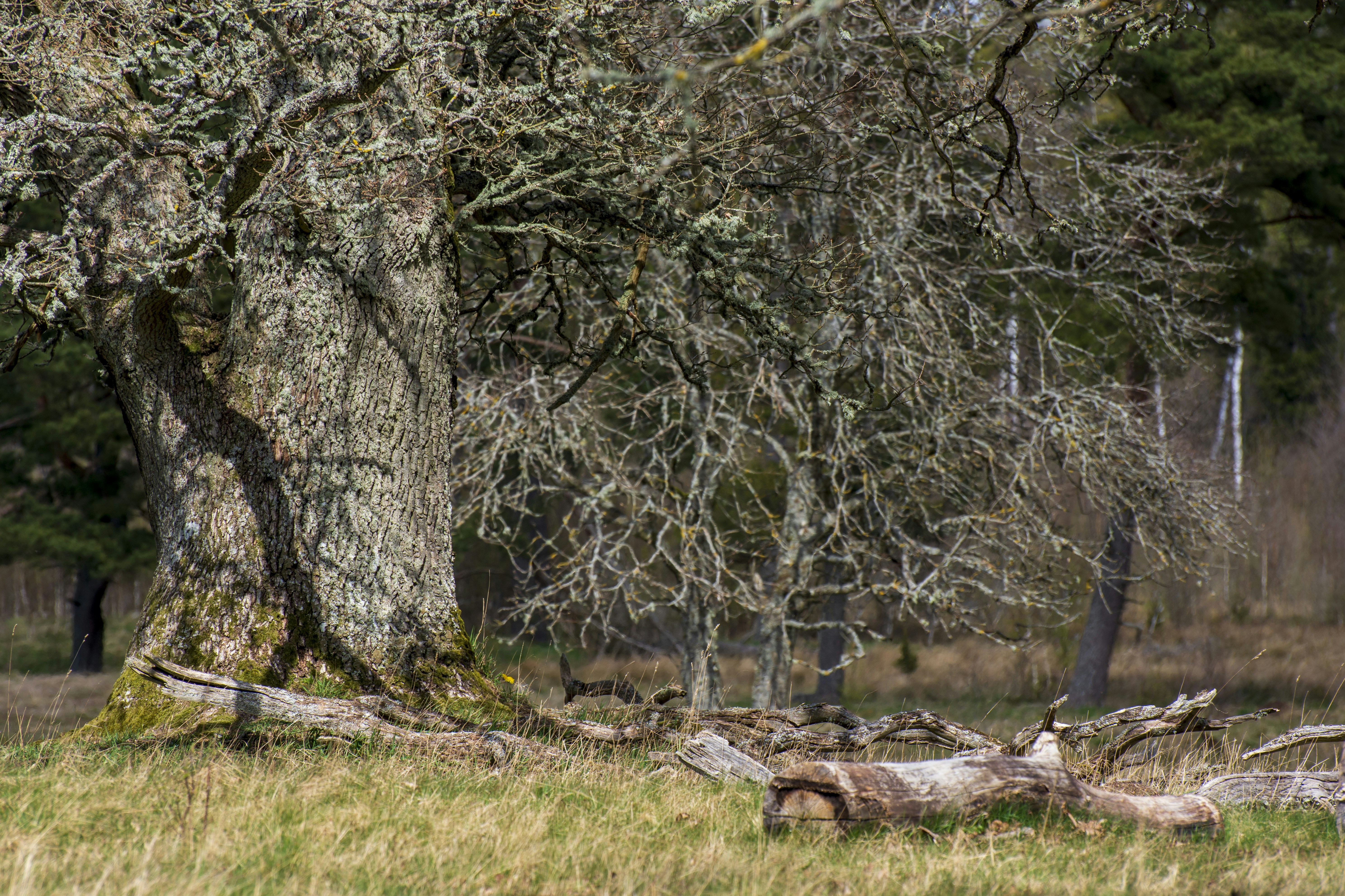 A large tree sitting in the middle of a field photo – Free Land Image ...