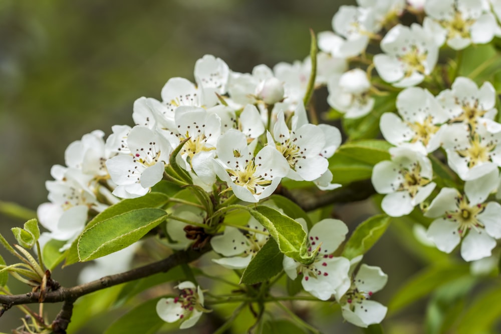 a close up of some white flowers on a tree