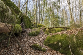 A serene forest scene featuring a path covered with brown leaves winding through moss-covered rocks and trees. The background displays an array of thin, leafless trees with some evergreen foliage. Sunlight filters through the branches, illuminating patches of the forest floor.