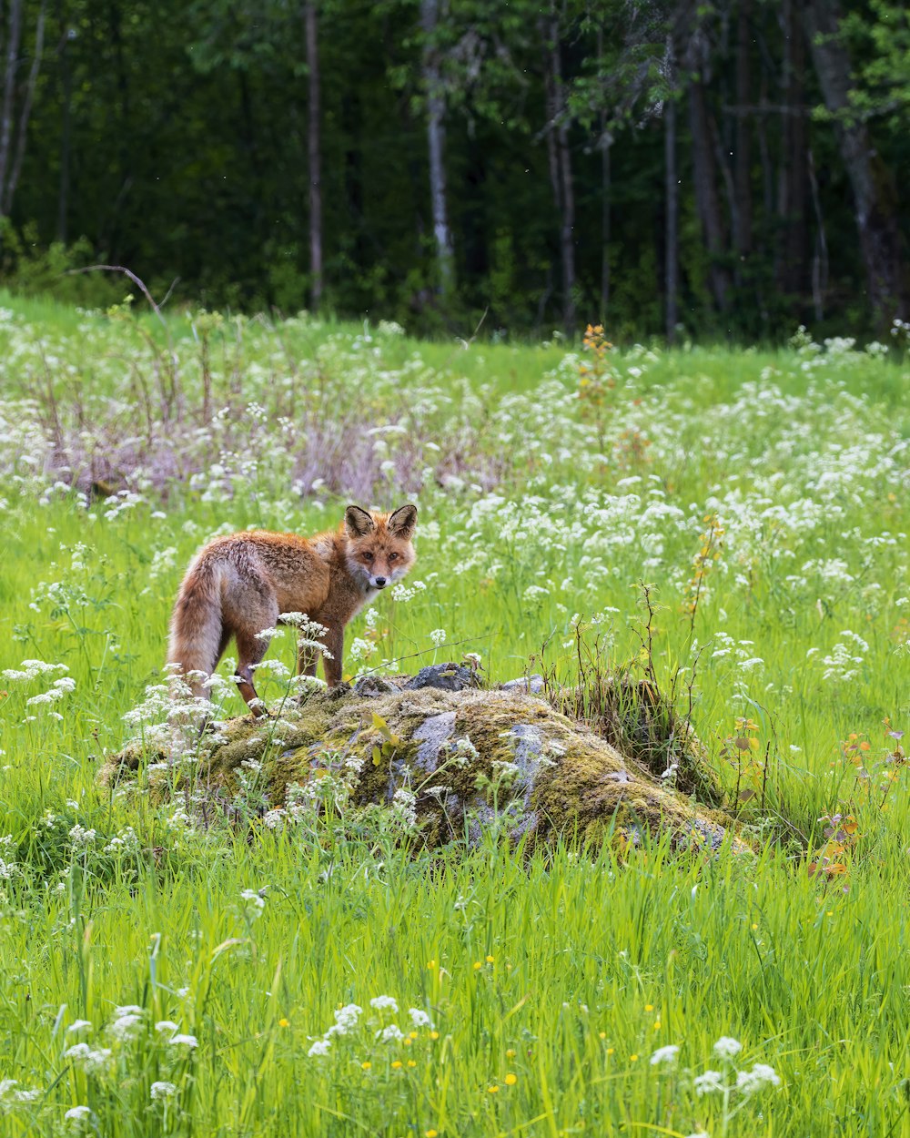 a small fox standing on top of a lush green field