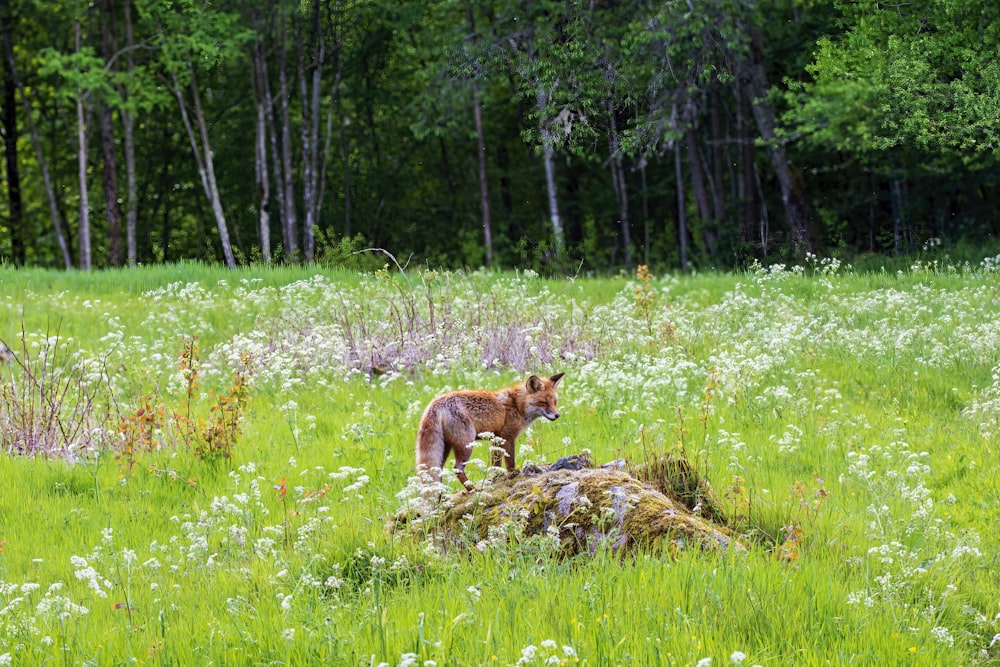 a small dog standing on top of a tree stump in a field