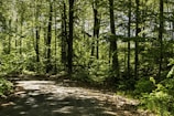 A serene forest scene with a path winding through tall trees. Sunlight filters through the lush green canopy, casting dappled shadows on the ground. The dense foliage suggests a vibrant, healthy forest, inviting a sense of tranquility and solitude.
