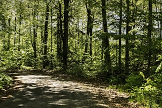 A serene landscape featuring a peaceful path through a lush green forest, symbolizing a journey toward wellness.