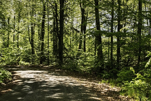 A serene landscape featuring a peaceful path through a lush green forest, symbolizing a journey toward wellness.