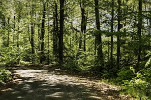 A serene forest scene with a path winding through tall trees. Sunlight filters through the lush green canopy, casting dappled shadows on the ground. The dense foliage suggests a vibrant, healthy forest, inviting a sense of tranquility and solitude.